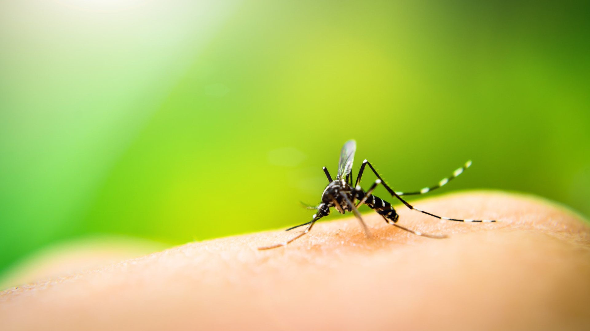 verify-what-makes-mosquitoes-attracted-to-certain-people-kgw